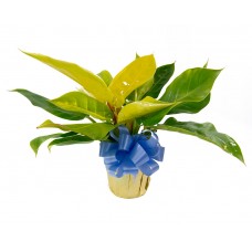 Philodendron Moonlight